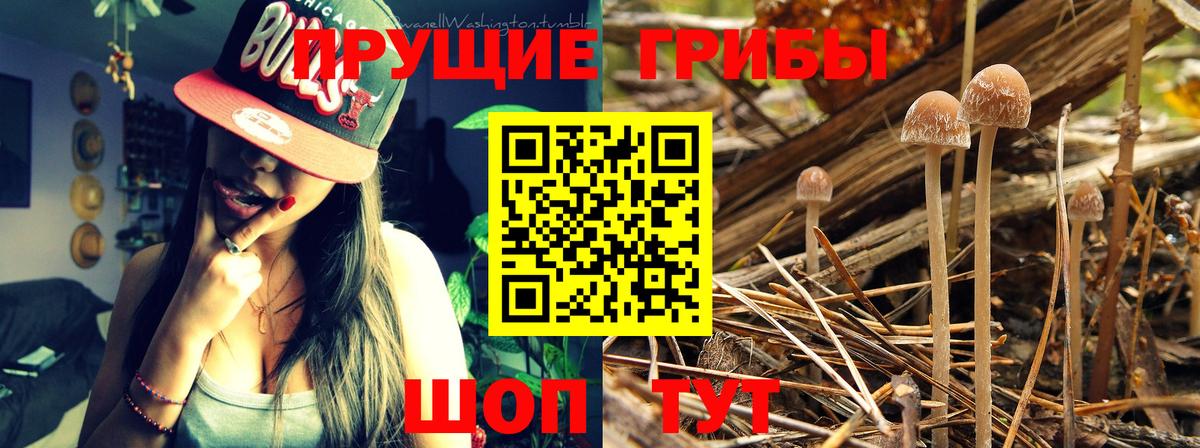 Клинцы  Псилоцибиновые грибы мицелий  Вход с VPN 